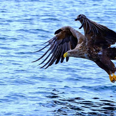 Eagle View Lofoten Bostad Esterno foto